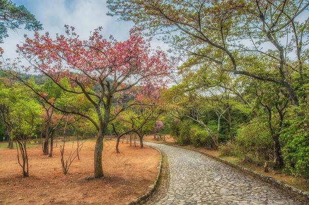 人名樱花不中小路采用阿拉山山公园,京都黑色亮漆