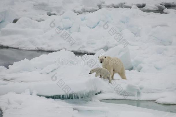 极地的熊步行采用一北极的.