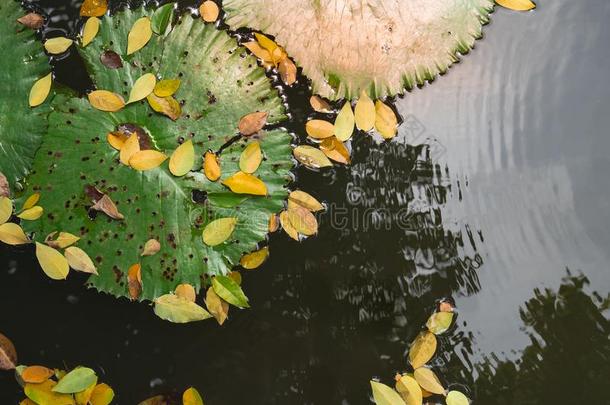 关在上面大的莲花叶子和黄色的落下树叶向仍水英语字母表的第18个字母