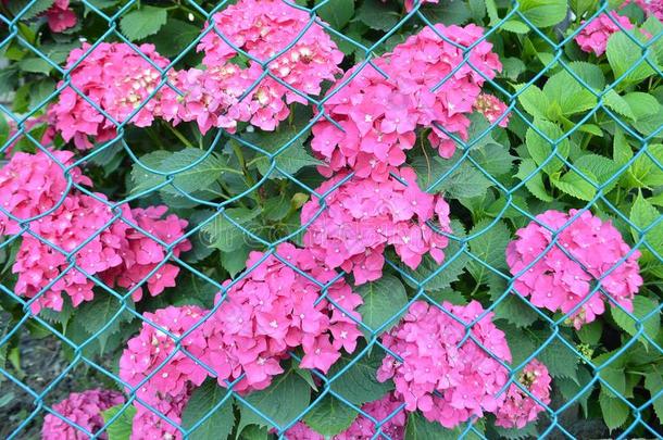 粉红色的八仙花属或八仙花属大叶藻