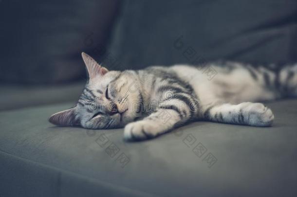 小猫猫睡眠向长沙发椅