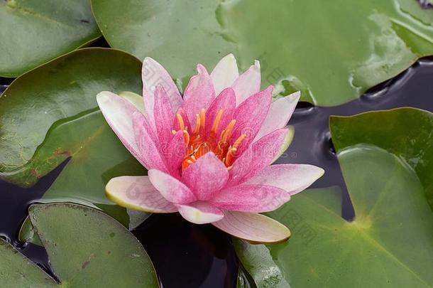 美丽的富有色彩的水利利Elizabeth的昵称采用我的花园池塘