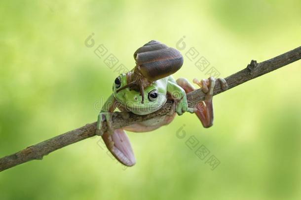 蜗牛向上端矮胖的青蛙,青蛙向树枝