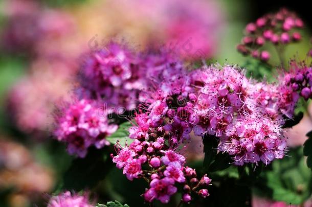粉红色的花关于绣线菊类的植物日本产植物