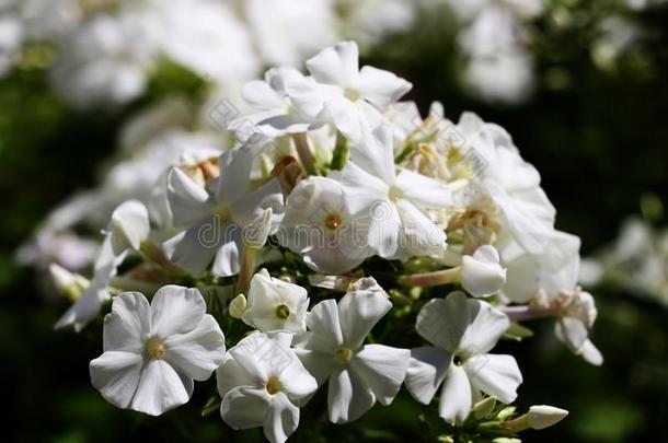 花关于花园草夹<strong>竹</strong>桃属植物.终年的草夹<strong>竹</strong>桃属植物.夏草夹<strong>竹</strong>桃属植物.草夹<strong>竹</strong>桃属植物恐慌