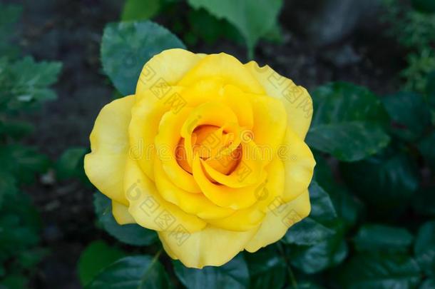 一大的美丽的黄色的玫瑰经过指已提到的人树叶
