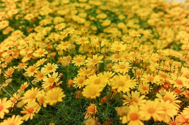 草地和组关于黄色的雏菊花,春季采用花园