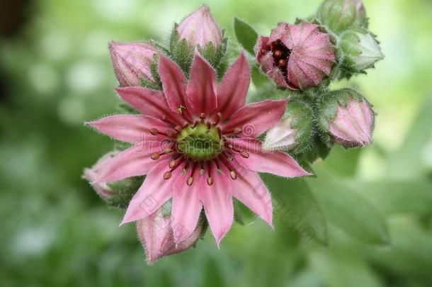 粉红色的石莲花和芽,宏指令摄影