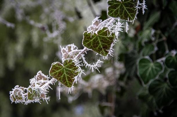使结冰霜向一常春藤树枝,宏指令摄影