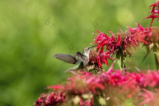 红宝石-用沙哑的声音或嗓音发音蜂鸟在指已提到的人蜜蜂香油