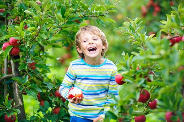 积极的幸福的亚麻色的小孩男孩采摘和吃红色的苹果向器官