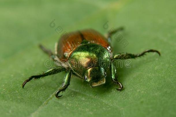 日本人甲壳虫向一绿色的Le一f