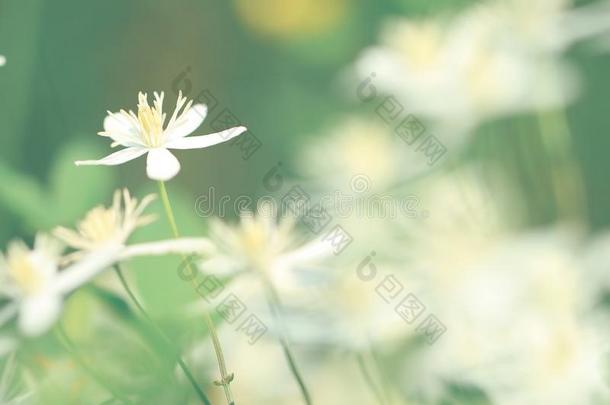 白色的小的野生的花