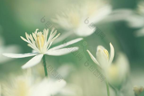 小的白色的野生的花
