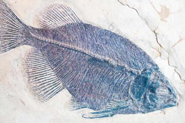 一使成化石盖印关于一鱼.