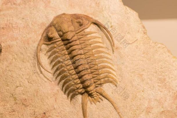 一使成化石盖印关于一三叶虫.