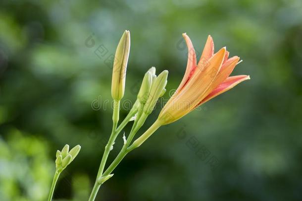 萱草属植物<strong>福娃</strong>装饰的一天百合花花采用花,公园ornament装饰