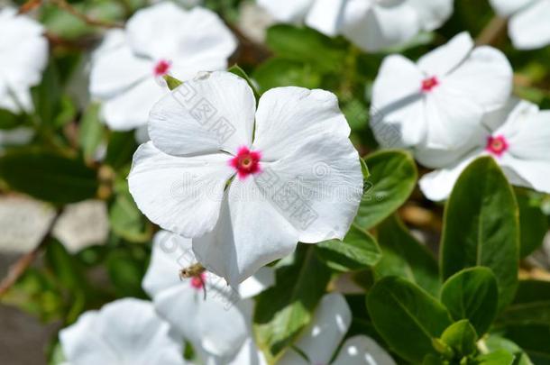 关-在上面关于白色的马达加斯加岛长春花花,长春花属Romania罗马尼亚