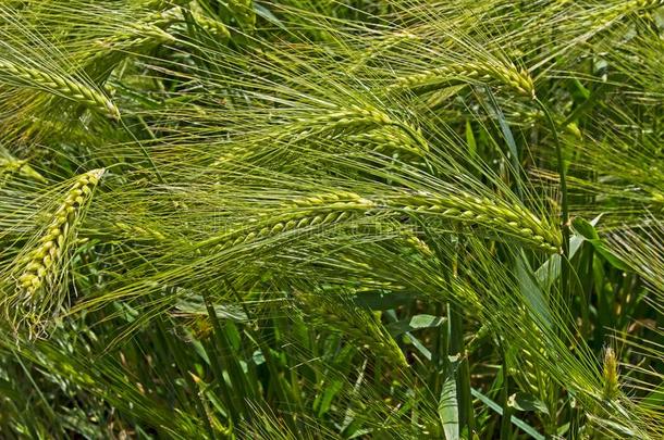 关-在上面关于绿色的被风吹的成熟小麦