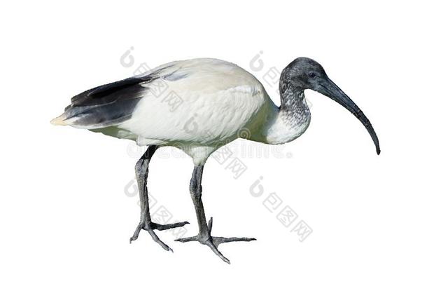 澳大利亚人黑的和白色的朱鹭鸟,隔离的向白色的后台
