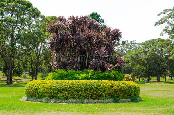 设计树篱将切开绿色的树在一centenni一lp一rk,悉尼,八月