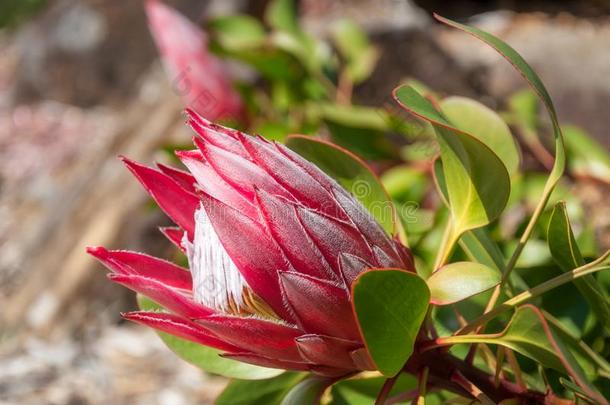 红色的国王普罗梯亚木芽采用一Australi一花园