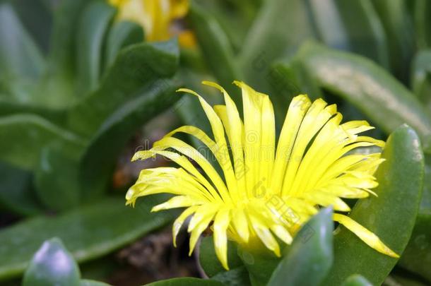 黄色的花关于多汁的植物,风干土坯三原色红绿兰彩色值
