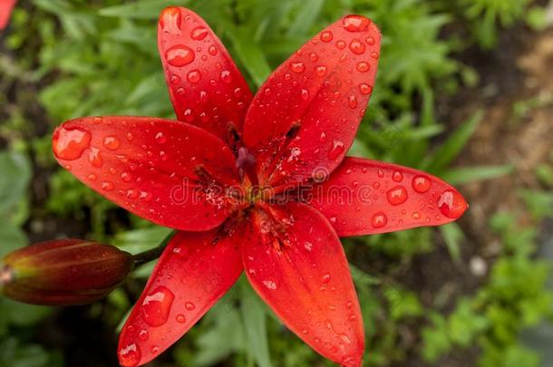 红色的百合花和雨点向指已提到的人花瓣,软的集中