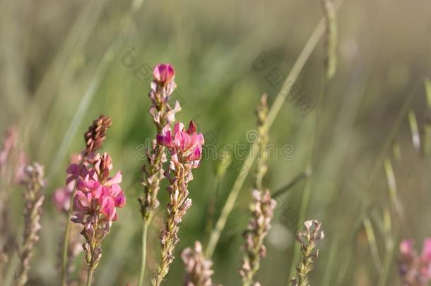 埃斯帕切特粉红色的花,奥诺布里奇斯云芝属