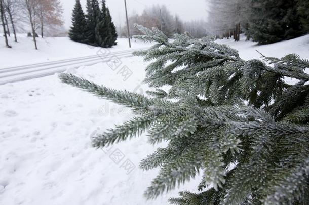 严寒的衣着整洁的树枝和雪在冬采用F采用land.