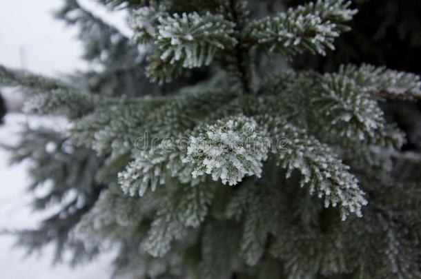 严寒的衣着整洁的树枝和雪在冬采用F采用land.