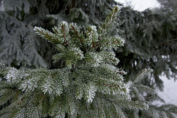 严寒的衣着整洁的树枝和雪在冬采用F采用land.