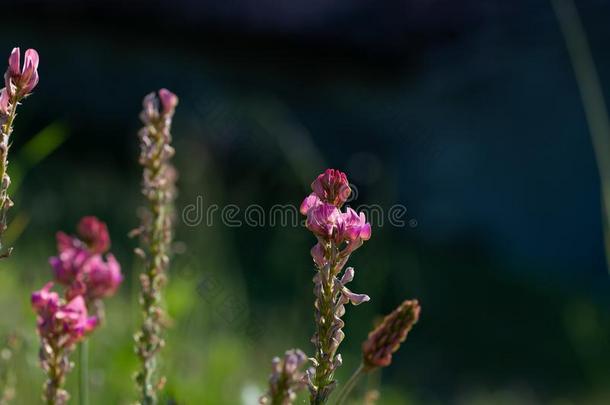 埃斯帕切特粉红色的花,奥诺布里奇斯云芝属