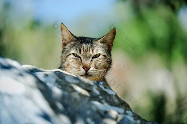 大街猫采用葡萄牙