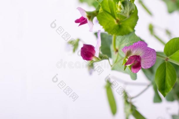 关在上面绿色的豌豆茎和紫色的花和叶子向指已提到的人白色的