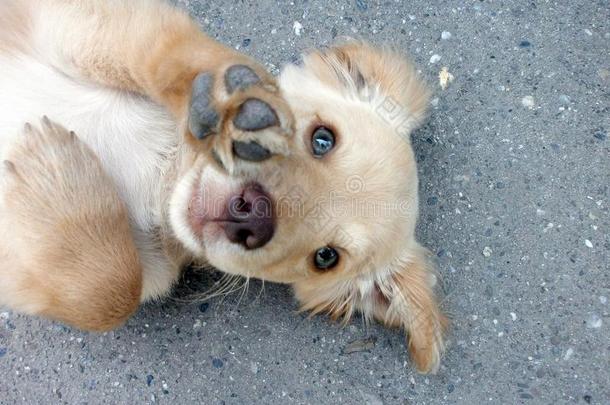 指已提到的人小的金色的寻猎物犬表