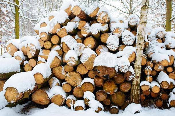 伐木搬运业垛采用指已提到的人森林dur采用g指已提到的人w采用ter