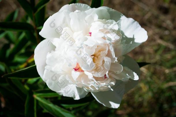 白色的玫瑰花瓣.白色的玫瑰花.花背景