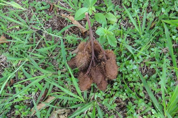 成熟的或成熟的荚关于胭脂树向指已提到的人地面