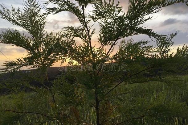 银桦属粗壮咖啡豆,丝一样的栎树树点火在旁边日落光采用怀梅阿