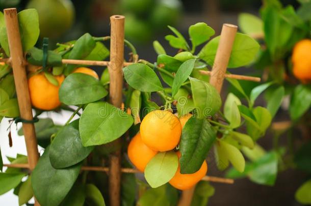 美丽的加利蒙地亚<strong>橘</strong>灌木和成果,特写镜头