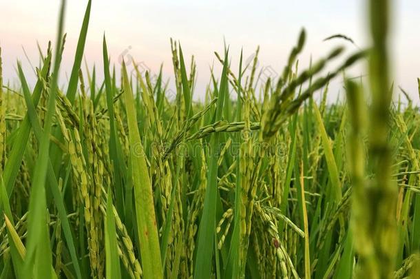 关在上面关于绿色的稻稻,污迹稻稻田.