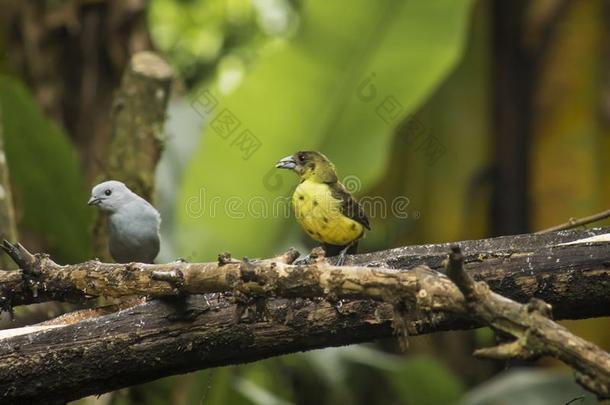 野生的鸟飞行的自由的采用指已提到的人ra采用forest采用M采用do,厄瓜多尔