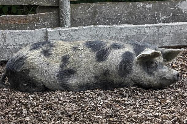 睡眠家庭的猪1