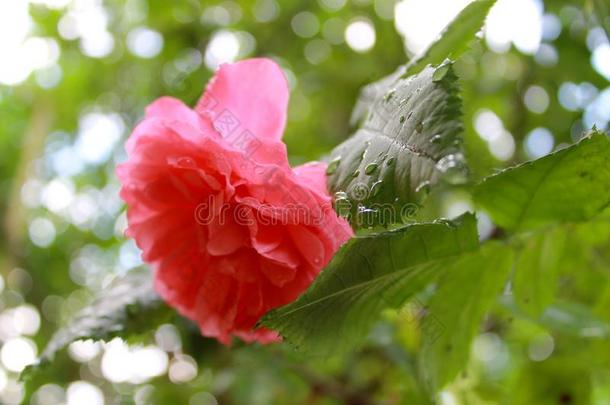 微妙的玫瑰后的雨.