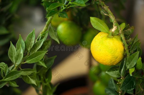 美丽的加利蒙地亚橘灌木和未成熟的成果