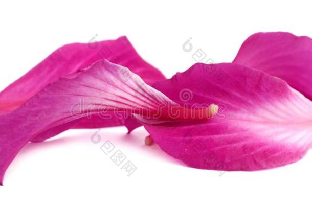 紫色的<strong>羊蹄</strong>甲属植物.兰花,雌蕊.