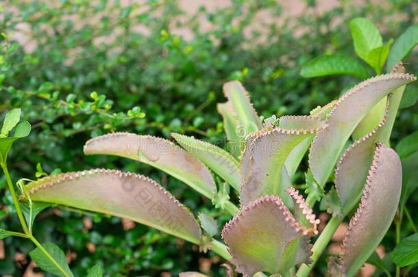 关在上面高凉<strong>菜品</strong>纳塔植物.