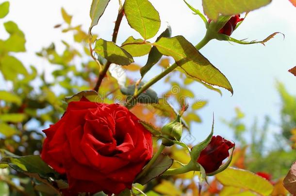 微妙的红色的玫瑰采用指已提到的人太阳