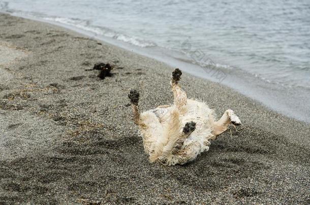 影像关于幸福的金色的寻猎物犬狗旋转的采用指已提到的人沙